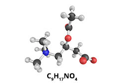 ACETIL L-CARNITINA ACETIL L-CARNITINA