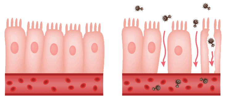 Gut Restore Gut Restore