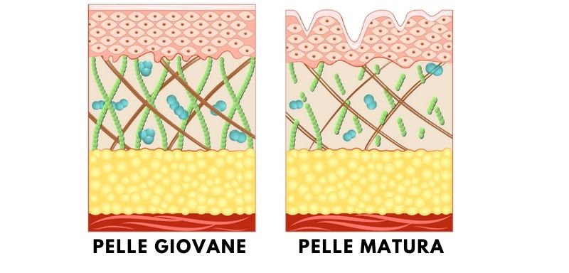 Pelle giovane-pelle matura