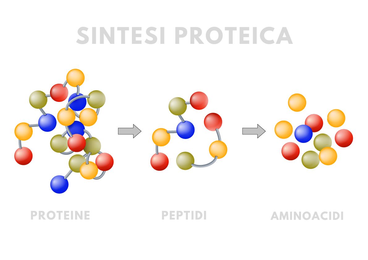 Sintesi proteice
